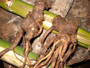 Kava root