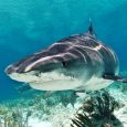 General Comments: Sand Dollar Villa is a beach villa located on Treasure Cay, Abaco Island in the Bahamas.  The owners of this holiday shack are not hams but are delighted...