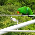 When one thinks of antenna damage, one usually thinks of fierce storms, hurricanes, cyclones, tornadoes and typhoons as the culprits; with violent cracks of lightning striking antennas or raging winds [&hellip;]