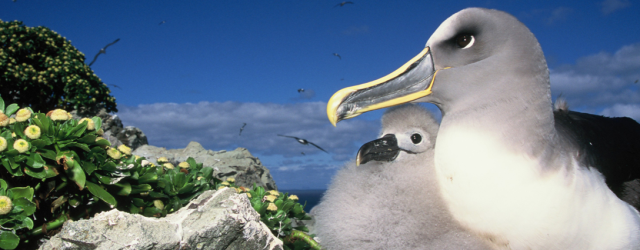 The Dx Adventure Radio Club (DA-RC) is thrilled to announce an upcoming activation of Santa Maria Island, part of the Bio-Bio Region Group (SA-070) off the coast of Chile, by […]