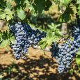 From crafting antennas and chasing rare DX on SSB or flawless CW, to producing his own wine and olive oil in the rolling hills outside Rome, 1DA007 Davide represents the [&hellip;]
