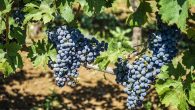From crafting antennas and chasing rare DX on SSB or flawless CW, to producing his own wine and olive oil in the rolling hills outside Rome, 1DA007 Davide represents the [&hellip;]