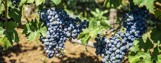 From crafting antennas and chasing rare DX on SSB or flawless CW, to producing his own wine and olive oil in the rolling hills outside Rome, 1DA007 Davide represents the [&hellip;]